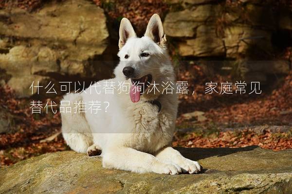 什么可以代替狗狗沐浴露，家庭常见替代品推荐？