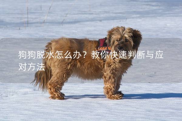 狗狗脱水怎么办？教你快速判断与应对方法