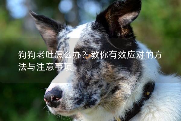 狗狗老吐怎么办？教你有效应对的方法与注意事项