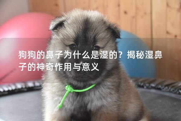 狗狗的鼻子为什么是湿的？揭秘湿鼻子的神奇作用与意义
