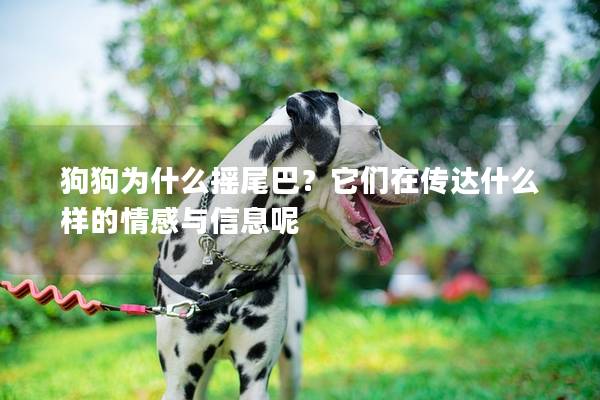 狗狗为什么摇尾巴？它们在传达什么样的情感与信息呢