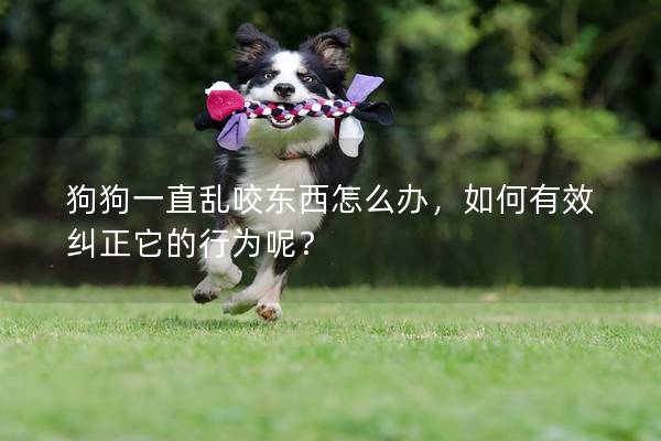 狗狗一直乱咬东西怎么办，如何有效纠正它的行为呢？