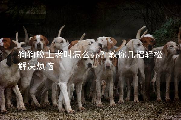 狗狗晚上老叫怎么办？教你几招轻松解决烦恼