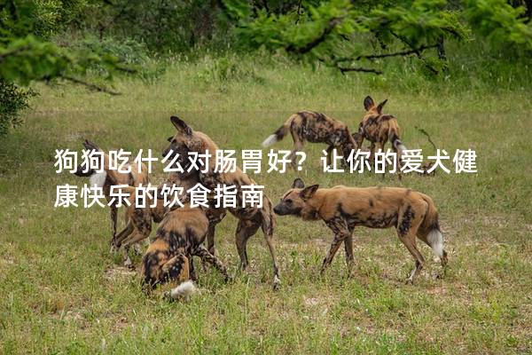 狗狗吃什么对肠胃好？让你的爱犬健康快乐的饮食指南