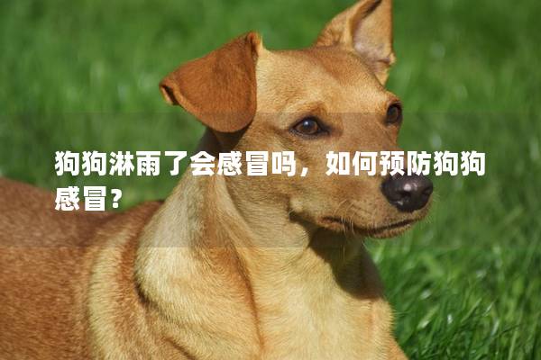狗狗淋雨了会感冒吗，如何预防狗狗感冒？