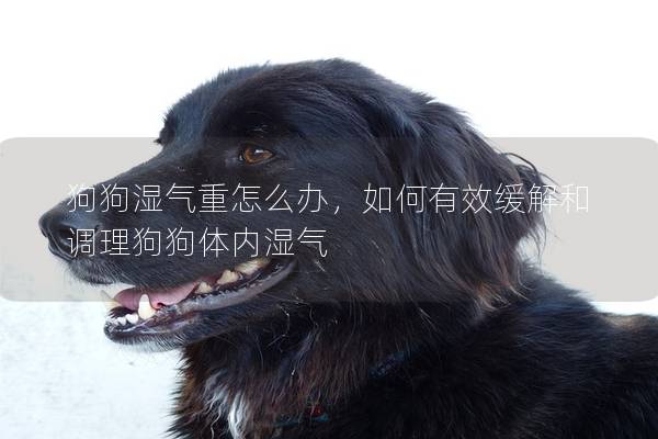 狗狗湿气重怎么办，如何有效缓解和调理狗狗体内湿气