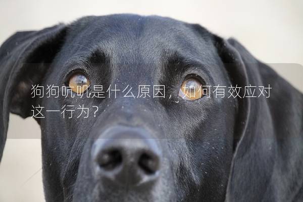 狗狗吭叽是什么原因，如何有效应对这一行为？