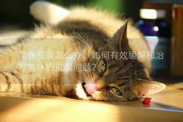 猫咪肛裂怎么办，如何有效缓解和治疗猫咪的肛裂问题？