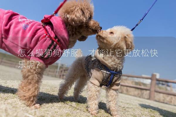 怎么摸狗狗舒服，才能让它更放松快乐呢？