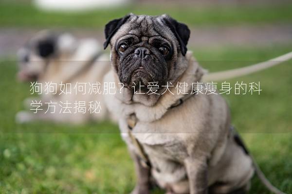 狗狗如何减肥？让爱犬健康瘦身的科学方法揭秘