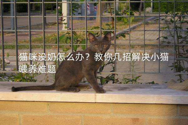 猫咪没奶怎么办？教你几招解决小猫喂养难题