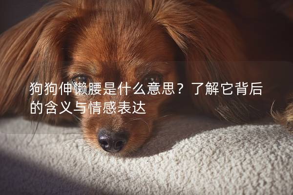狗狗伸懒腰是什么意思？了解它背后的含义与情感表达