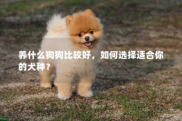 养什么狗狗比较好，如何选择适合你的犬种？
