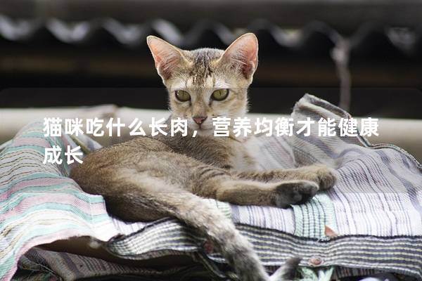 猫咪吃什么长肉，营养均衡才能健康成长