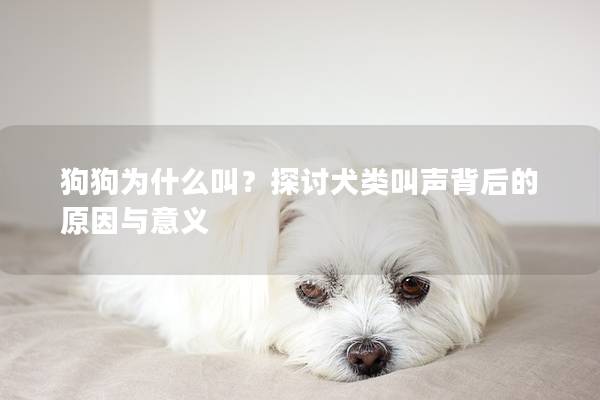狗狗为什么叫？探讨犬类叫声背后的原因与意义