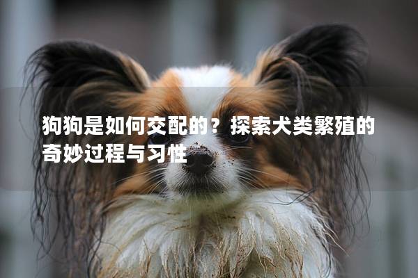 狗狗是如何交配的？探索犬类繁殖的奇妙过程与习性