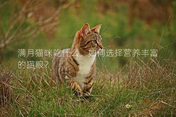 满月猫咪吃什么，如何选择营养丰富的猫粮？