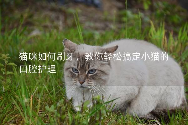 猫咪如何刷牙，教你轻松搞定小猫的口腔护理