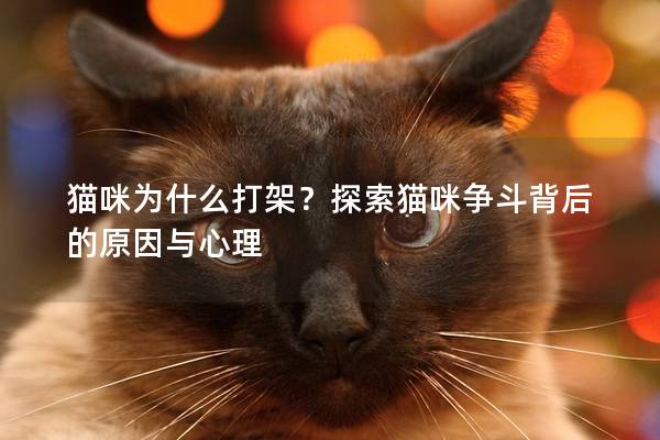 猫咪为什么打架？探索猫咪争斗背后的原因与心理