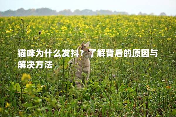 猫咪为什么发抖？了解背后的原因与解决方法