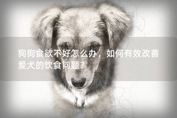 狗狗食欲不好怎么办，如何有效改善爱犬的饮食问题？