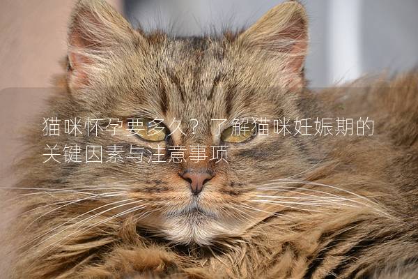 猫咪怀孕要多久？了解猫咪妊娠期的关键因素与注意事项
