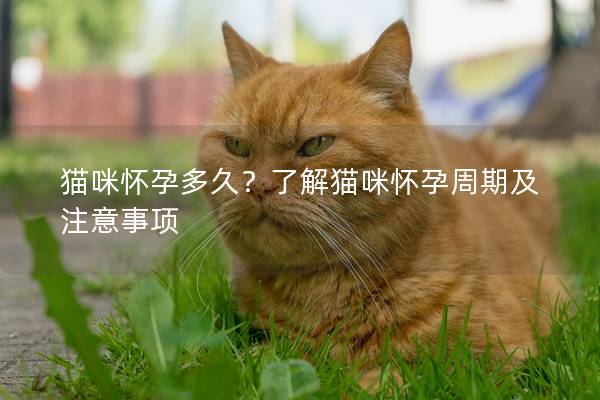 猫咪怀孕多久？了解猫咪怀孕周期及注意事项
