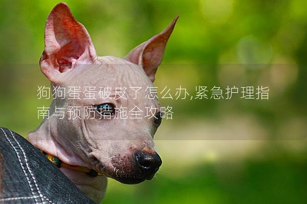 狗狗蛋蛋破皮了怎么办,紧急护理指南与预防措施全攻略