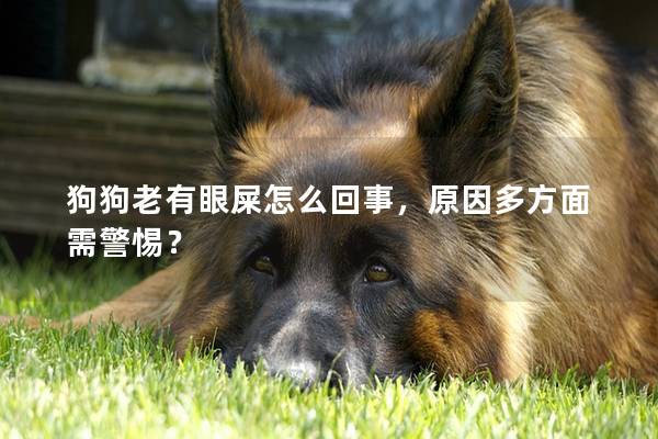 狗狗老有眼屎怎么回事，原因多方面需警惕？