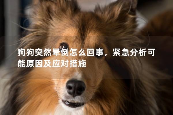 狗狗突然晕倒怎么回事，紧急分析可能原因及应对措施