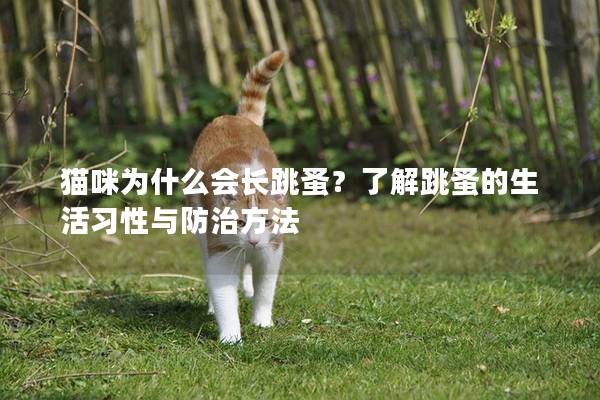 猫咪为什么会长跳蚤？了解跳蚤的生活习性与防治方法