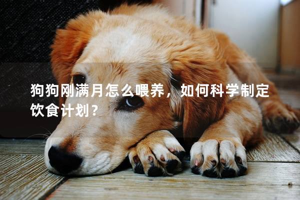 狗狗刚满月怎么喂养，如何科学制定饮食计划？