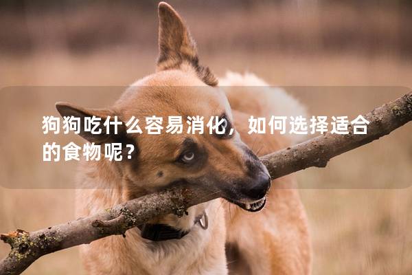 狗狗吃什么容易消化，如何选择适合的食物呢？