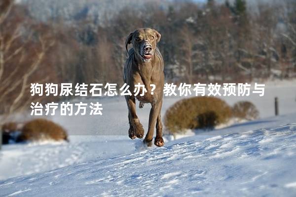 狗狗尿结石怎么办？教你有效预防与治疗的方法