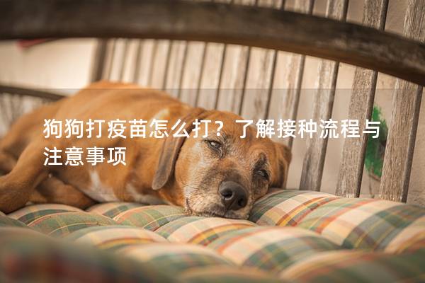 狗狗打疫苗怎么打？了解接种流程与注意事项
