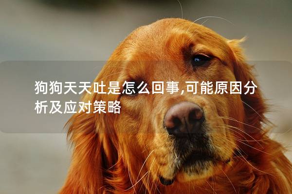 狗狗天天吐是怎么回事,可能原因分析及应对策略