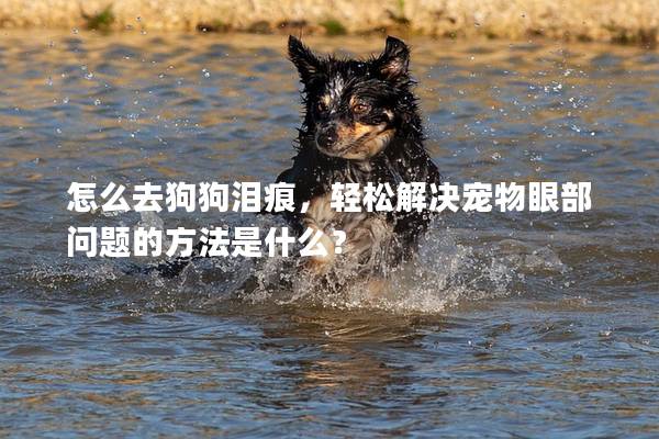怎么去狗狗泪痕，轻松解决宠物眼部问题的方法是什么？