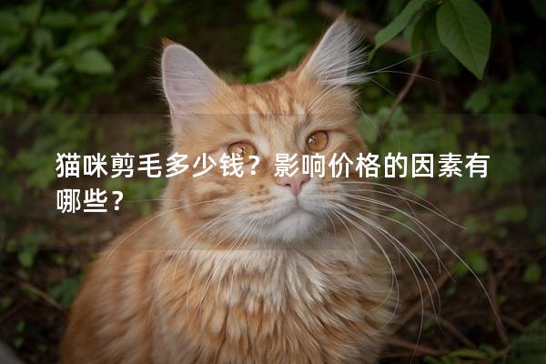 猫咪剪毛多少钱？影响价格的因素有哪些？