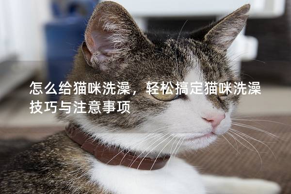 怎么给猫咪洗澡，轻松搞定猫咪洗澡技巧与注意事项