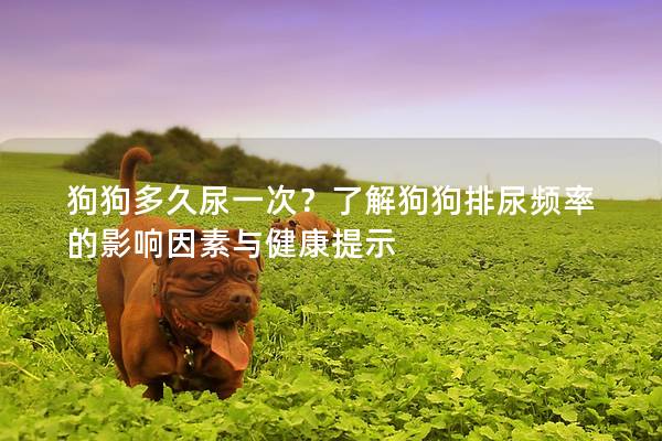 狗狗多久尿一次？了解狗狗排尿频率的影响因素与健康提示