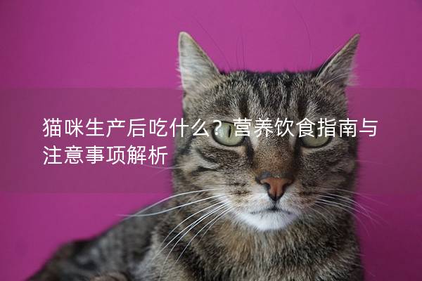 猫咪生产后吃什么？营养饮食指南与注意事项解析