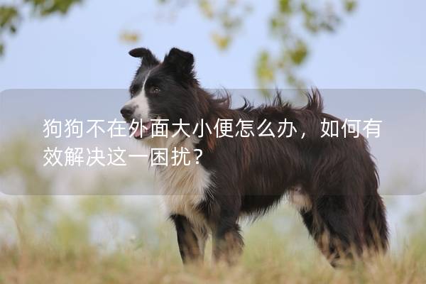 狗狗不在外面大小便怎么办，如何有效解决这一困扰？