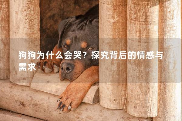 狗狗为什么会哭？探究背后的情感与需求