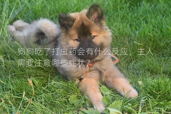 狗狗吃了打虫药会有什么反应，主人需要注意哪些症状？