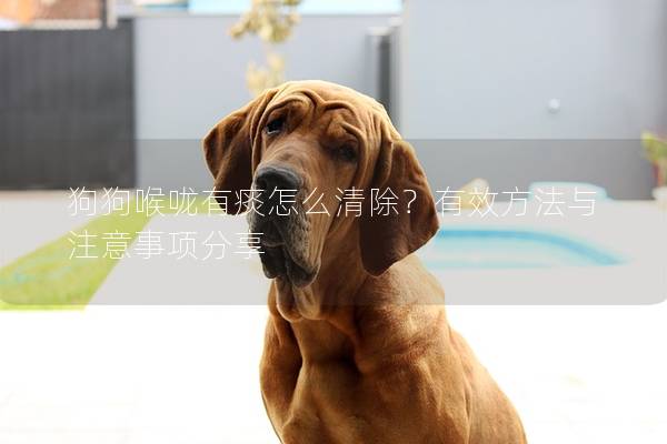 狗狗喉咙有痰怎么清除？有效方法与注意事项分享