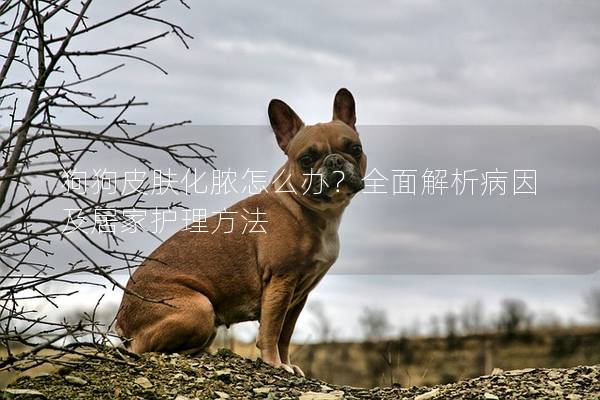 狗狗皮肤化脓怎么办？全面解析病因及居家护理方法