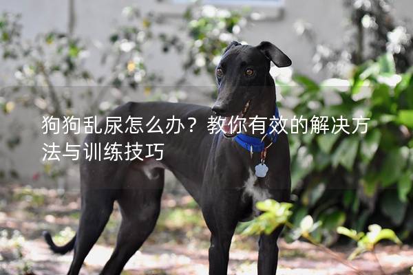 狗狗乱尿怎么办？教你有效的解决方法与训练技巧