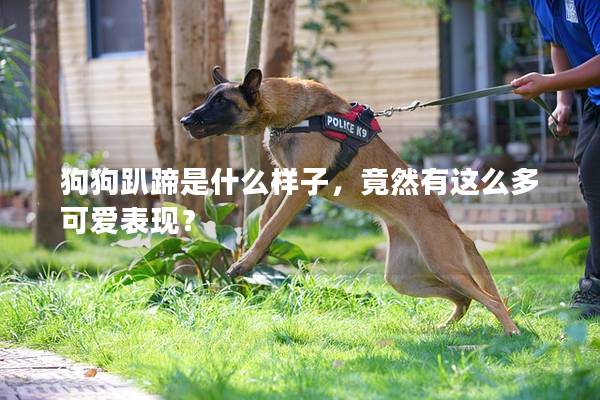 狗狗趴蹄是什么样子，竟然有这么多可爱表现？