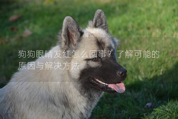 狗狗眼睛发红怎么回事？了解可能的原因与解决方法