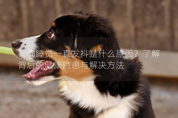 狗狗睡觉一直发抖是什么原因？了解背后的健康隐患与解决方法